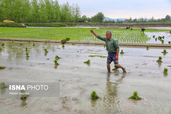 ایران زیباست | آغاز فصل کشت نشا برنج - بابل