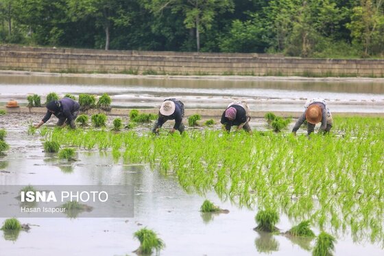ایران زیباست | آغاز فصل کشت نشا برنج - بابل