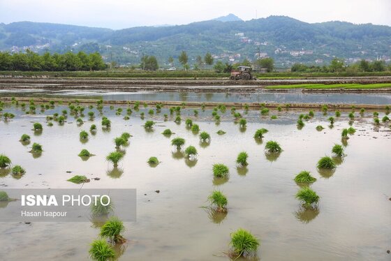 ایران زیباست | آغاز فصل کشت نشا برنج - بابل