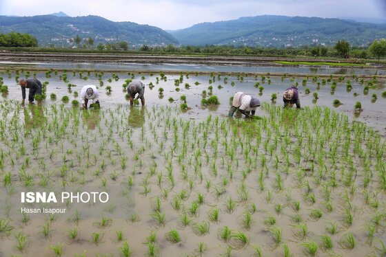 ایران زیباست | آغاز فصل کشت نشا برنج - بابل
