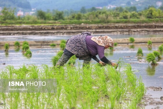 ایران زیباست | آغاز فصل کشت نشا برنج - بابل