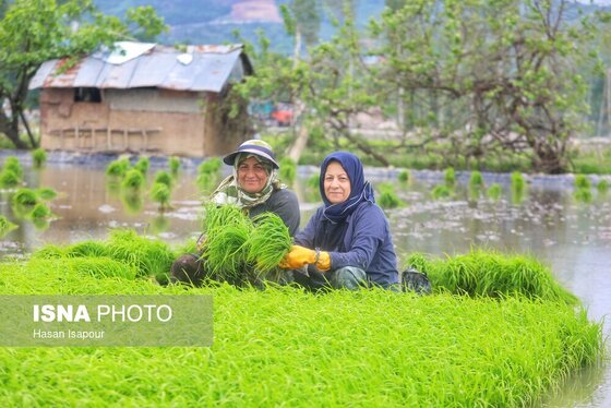 ایران زیباست | آغاز فصل کشت نشا برنج - بابل