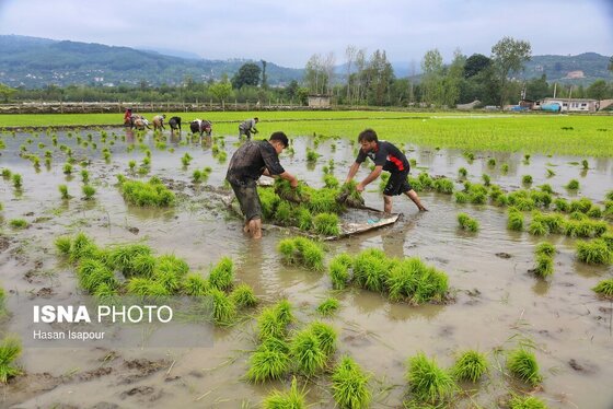 ایران زیباست | آغاز فصل کشت نشا برنج - بابل