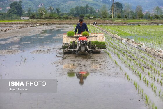 ایران زیباست | آغاز فصل کشت نشا برنج - بابل