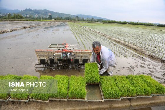 ایران زیباست | آغاز فصل کشت نشا برنج - بابل