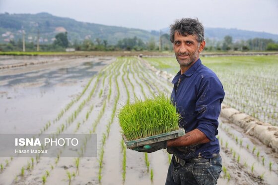 ایران زیباست | آغاز فصل کشت نشا برنج - بابل
