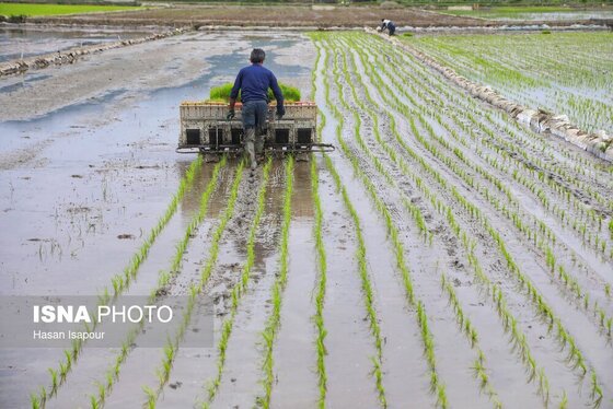 ایران زیباست | آغاز فصل کشت نشا برنج - بابل