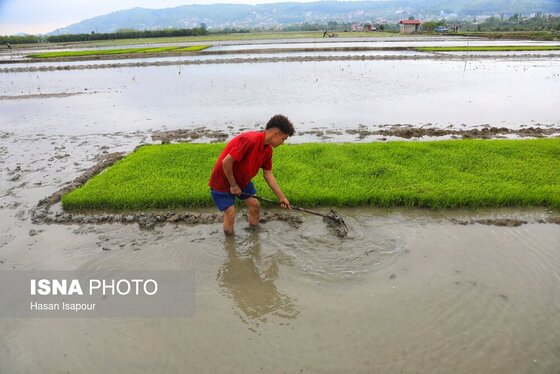 ایران زیباست | آغاز فصل کشت نشا برنج - بابل