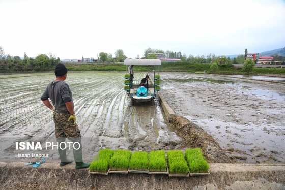 ایران زیباست | آغاز فصل کشت نشا برنج - بابل