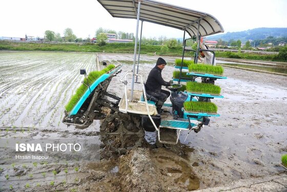 ایران زیباست | آغاز فصل کشت نشا برنج - بابل