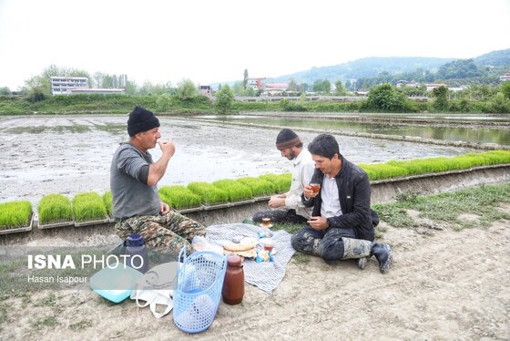 ایران زیباست | آغاز فصل کشت نشا برنج - بابل