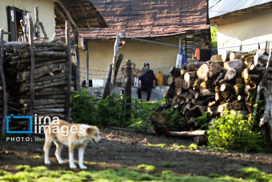 گزارش تصویری | زندگی در قلب جنگل های هیرکانی