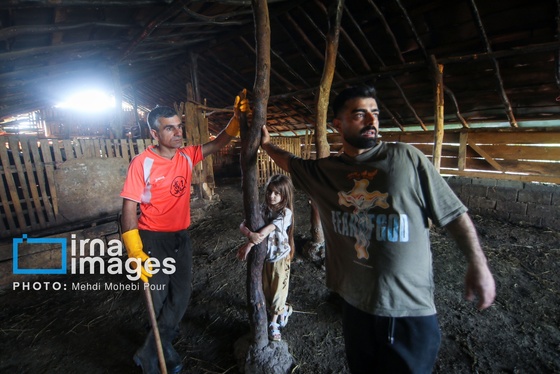 گزارش تصویری | زندگی در قلب جنگل های هیرکانی