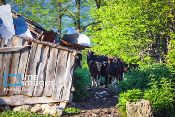 گزارش تصویری | زندگی در قلب جنگل های هیرکانی