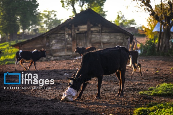 گزارش تصویری | زندگی در قلب جنگل های هیرکانی