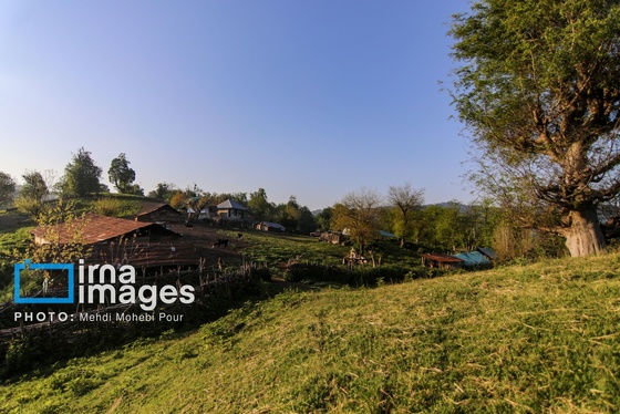 گزارش تصویری | زندگی در قلب جنگل های هیرکانی