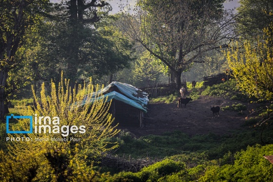 گزارش تصویری | زندگی در قلب جنگل های هیرکانی