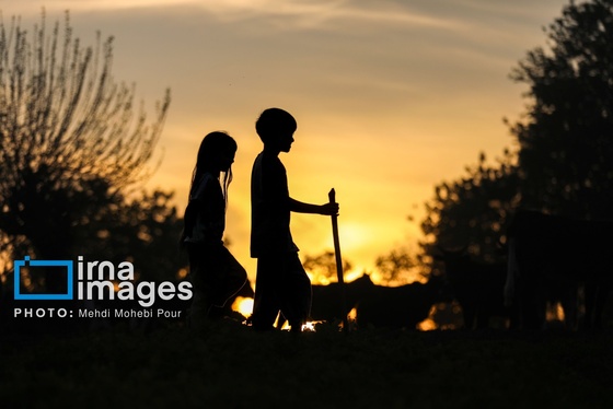 گزارش تصویری | زندگی در قلب جنگل های هیرکانی