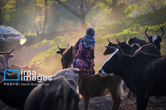 گزارش تصویری | زندگی در قلب جنگل های هیرکانی