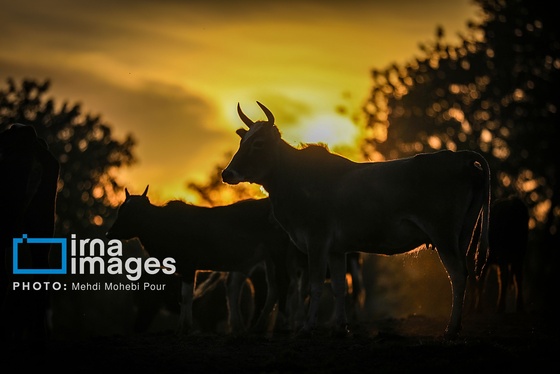 گزارش تصویری | زندگی در قلب جنگل های هیرکانی