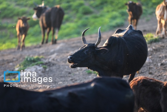 گزارش تصویری | زندگی در قلب جنگل های هیرکانی