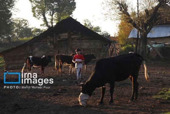 گزارش تصویری | زندگی در قلب جنگل های هیرکانی