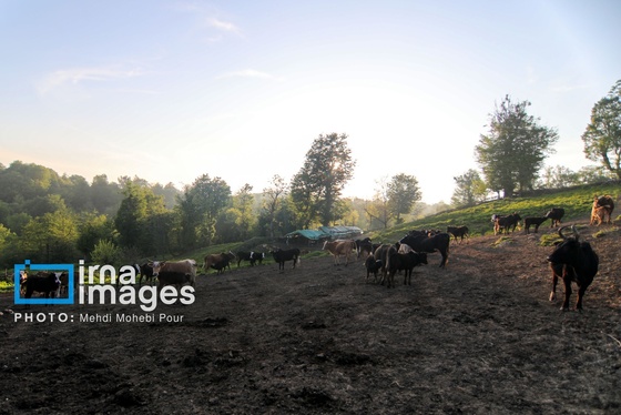 گزارش تصویری | زندگی در قلب جنگل های هیرکانی