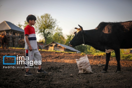 گزارش تصویری | زندگی در قلب جنگل های هیرکانی