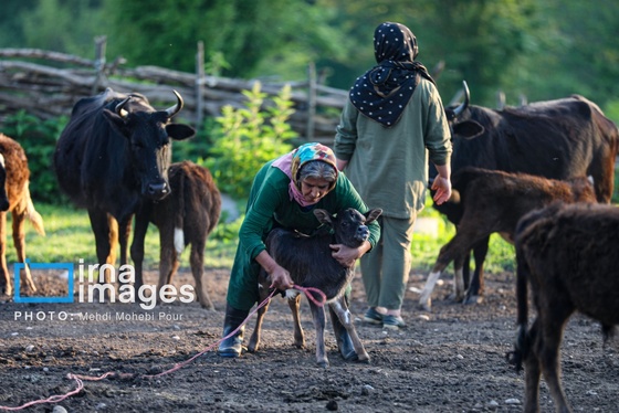 گزارش تصویری | زندگی در قلب جنگل های هیرکانی