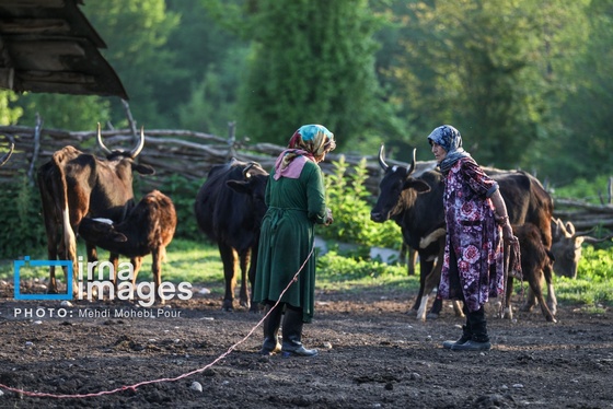 گزارش تصویری | زندگی در قلب جنگل های هیرکانی