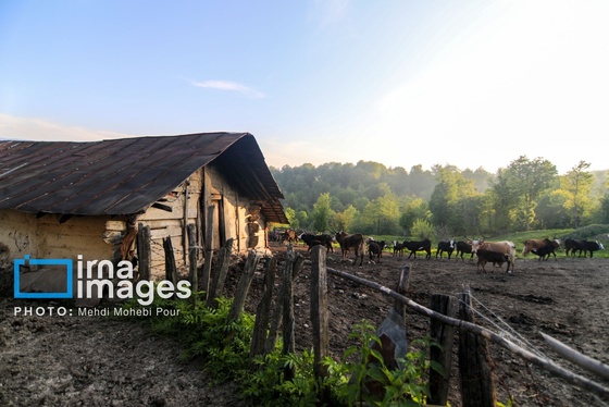 گزارش تصویری | زندگی در قلب جنگل های هیرکانی