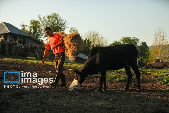 گزارش تصویری | زندگی در قلب جنگل های هیرکانی