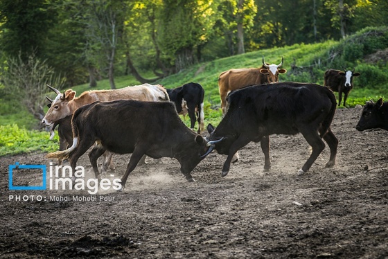 گزارش تصویری | زندگی در قلب جنگل های هیرکانی