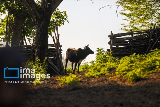 گزارش تصویری | زندگی در قلب جنگل های هیرکانی