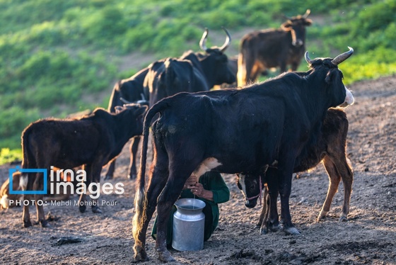 گزارش تصویری | زندگی در قلب جنگل های هیرکانی