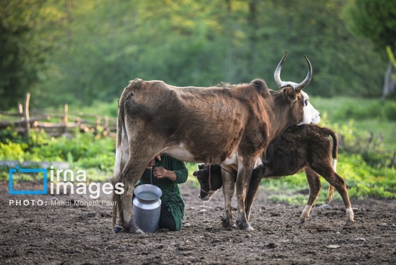 گزارش تصویری | زندگی در قلب جنگل های هیرکانی