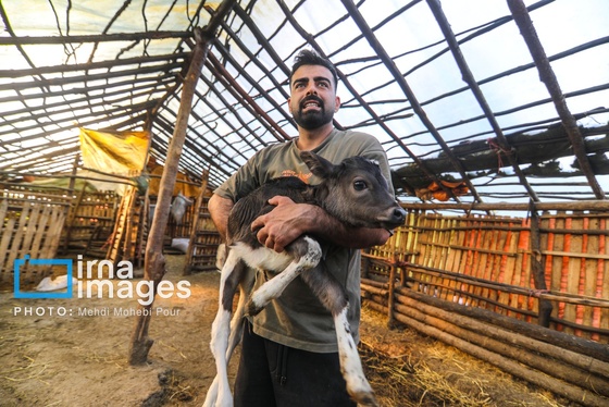 گزارش تصویری | زندگی در قلب جنگل های هیرکانی