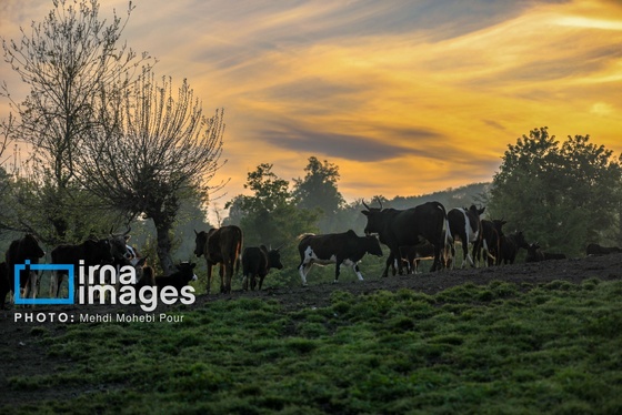 گزارش تصویری | زندگی در قلب جنگل های هیرکانی