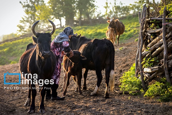 گزارش تصویری | زندگی در قلب جنگل های هیرکانی