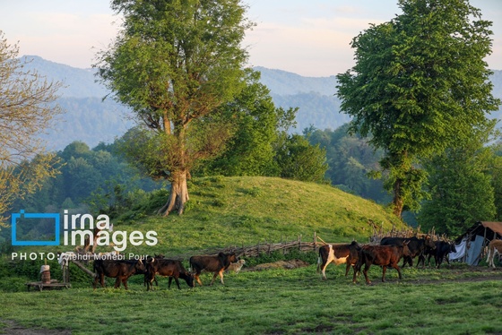 گزارش تصویری | زندگی در قلب جنگل های هیرکانی