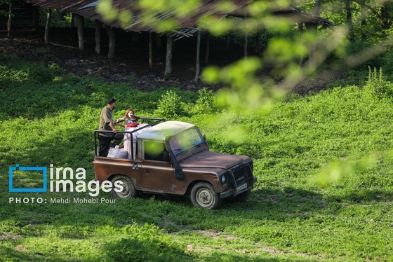 گزارش تصویری | زندگی در قلب جنگل های هیرکانی