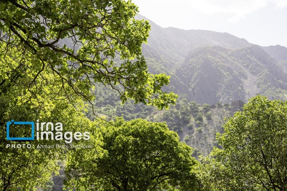 ایران زیباست | جلوه های بهاری در مشایخ