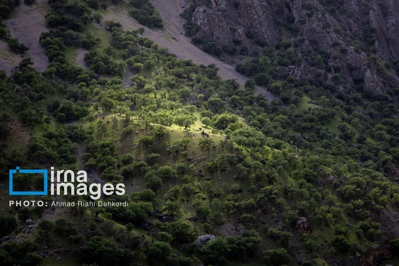 ایران زیباست | جلوه های بهاری در مشایخ