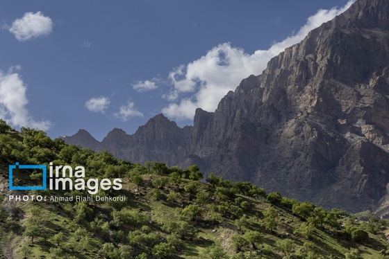 ایران زیباست | جلوه های بهاری در مشایخ