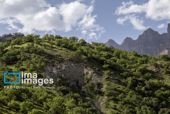 ایران زیباست | جلوه های بهاری در مشایخ