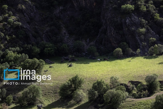 ایران زیباست | جلوه های بهاری در مشایخ