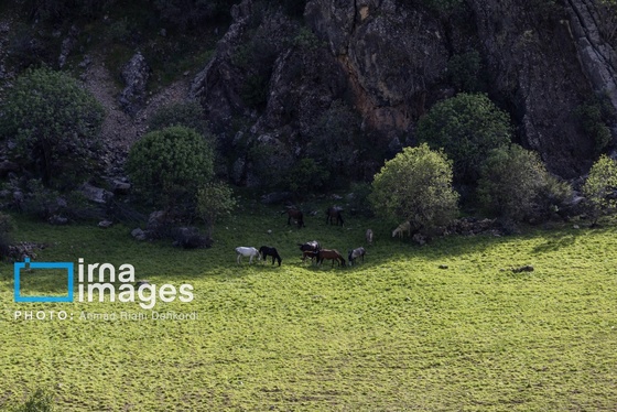 ایران زیباست | جلوه های بهاری در مشایخ