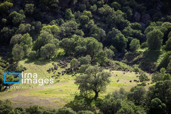 ایران زیباست | جلوه های بهاری در مشایخ