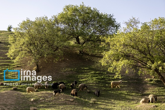 ایران زیباست | جلوه های بهاری در مشایخ