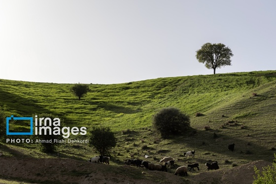 ایران زیباست | جلوه های بهاری در مشایخ